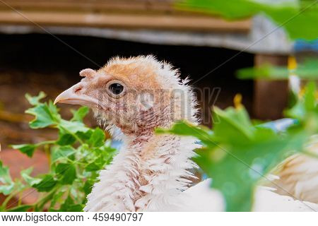 Turkey Cubs. Little Turkeys. Feeding And Caring For Birds. Poultry Farm. Village Life And Farming. T
