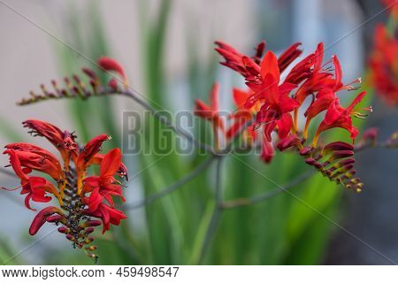 Red Flowering Garden Montbretia - Bulbous And Summer Flowering, Iris Family