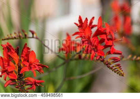 Irises Garden Montbretie - Red Flowering Summer Bulbous Bulbous Plant, Selective Focus