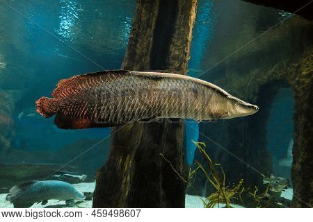 Arapaima. Big Fish Swims In Water. Pirarucu (arapaima Gigas).