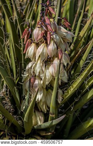 Yucca Blooms Grow In Summer In Mesa Verde National Park