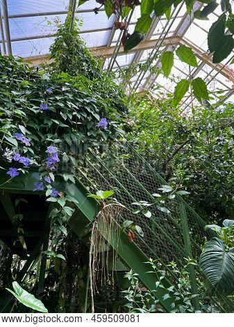 Beautiful Blooming Morning Glory Plants In Greenhouse On Sunny Day