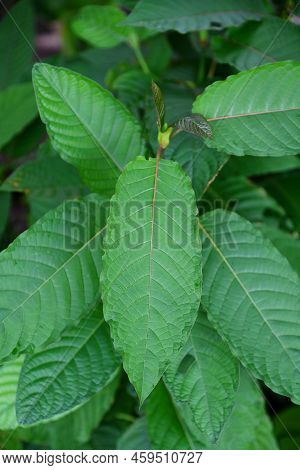Nature Green Leaf Background, Kratom Tree Grows On Dark Plant Tree Kratom Leaves - Mitragyna Specios