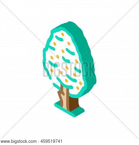 Pear Tree Isometric Icon Vector. Pear Tree Sign. Isolated Symbol Illustration