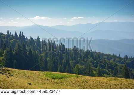 Green Nature Environment Of Trascarpathia. Beautiful Scenery In Mountains Of Chornohora Ridge In Sum