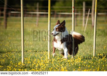 Redmerle Border Collie Is Running On Czech Agility Competition Slalom. Prague Agility Competition In