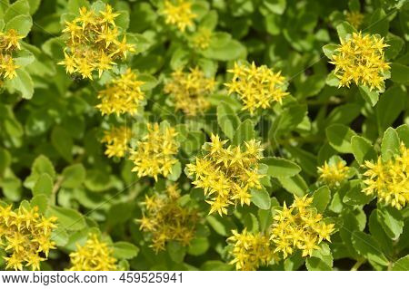 Orange Stonecrop Weihenstephaner Gold Flowers In The Garden