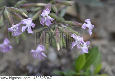 Soapwort Max Frei Flowes In The Garden