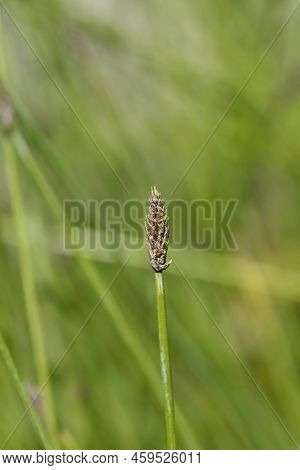 Common Spike-rush In The Pond In Spring