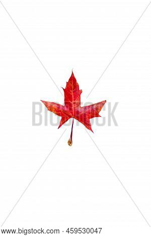 Vertical Background Of Yellow Maple Leaves With Space For Text On A White Background. Autumn Leaf Ba