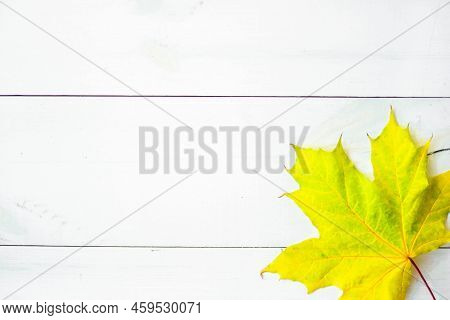 Background Of Many Yellow Maple Leaves With Space For Text On A White Background. Autumn Leaf Backgr