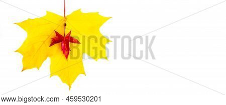Banner Of The Background Of Yellow Maple Leaves With Space For Text On A White Background. Autumn Le