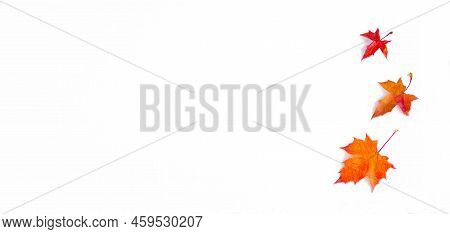Banner Of The Background Of Yellow Maple Leaves With Space For Text On A White Background. Autumn Le