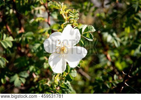 Roses Growing Around The Napa Sea On The Plateau Lake Are Not Afraid Of The Severe Cold, Just To Sho