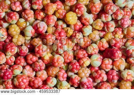 Cloudberries Are Scattered On Table To Dry.