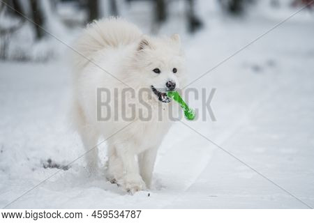 Samoyed White Dog Is Playing With Toy In The Winter Forest