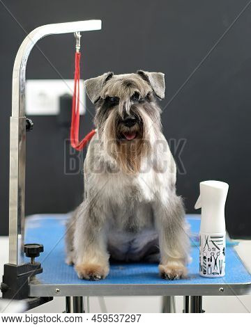 Beautiful Purebred Gray Miniature Schnauzer After Trimming On The Table.