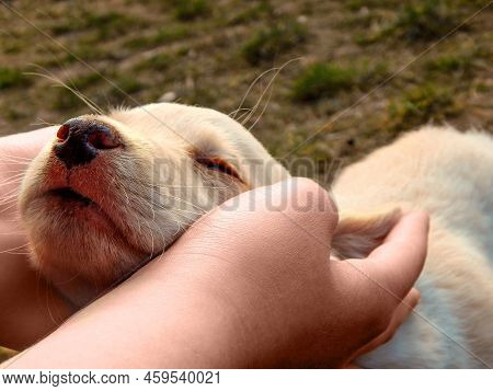Adorable Labrador Puppy With Closed Eyes In Hands