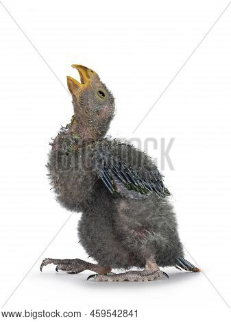 One Week Old Australian King Parrot Aka Alisterus Scapularis Baby Bird, Standing Side Ways With Beak