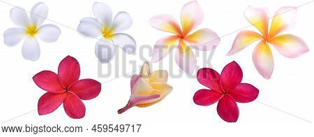 White Red Pink Coior Plumeria Flower Isolated On White Background.