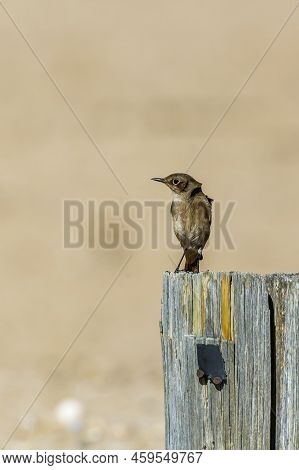 Familiar Chat Standing On Wood Pole With Natural Background In Kgalagadi Transfrontier Park, South A