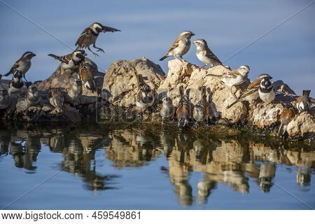 Flock Of Cape Sparrow At Waterhole With Reflection In Kgalagadi Transfrontier Park, South Africa; Sp