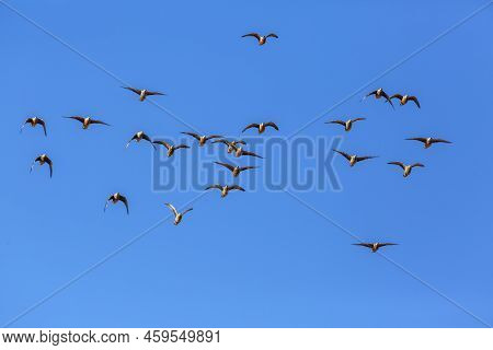 Flock Of Burchell's Sandgrouses In Flight Isolated In Blue Sky In Kgalagadi Transfrontier Park, Sout