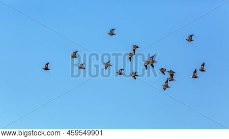Flock Of Burchell's Sandgrouses In Flight Isolated In Blue Sky In Kgalagadi Transfrontier Park, Sout