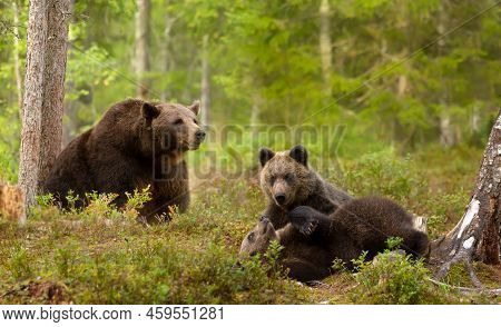 Close Up Of European Brown Bear (ursus Arctos Arctos) Female With Playful Cubs In The Woods Of Finla