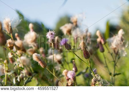 Creeping Thistle In A Meadow In Late Summer - Fluffy Seeds Visible