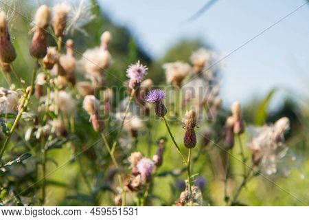 Creeping Thistle In A Meadow In Late Summer - Fluffy Seeds Visible