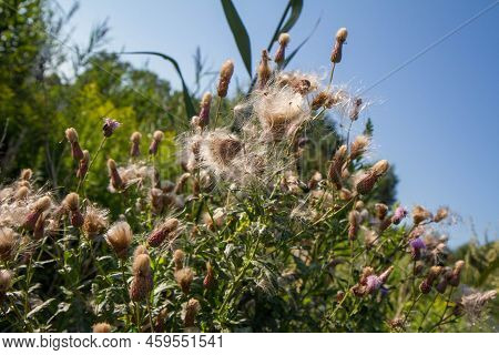 Creeping Thistle In A Meadow In Late Summer - Fluffy Seeds Visible