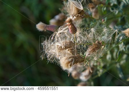 Creeping Thistle In A Meadow In Late Summer - Fluffy Seeds Visible
