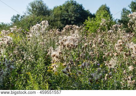 Creeping Thistle In A Meadow In Late Summer - Fluffy Seeds Visible