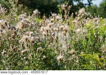 Creeping Thistle In A Meadow In Late Summer - Fluffy Seeds Visible
