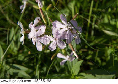 Phlox Divaricata ( Wild Sweet William) Growing In A Meadow