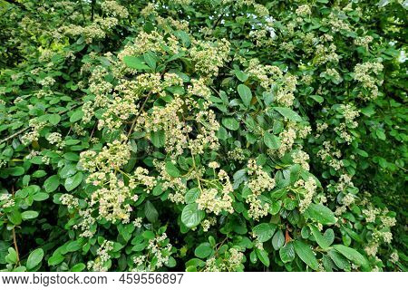 Close Up Of A Cotoneaster Lacteus Shrub (parney Cotoneaster) In Flower