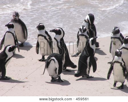 Penguenler