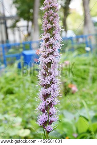 Liatris Flower (latin. Liatris)