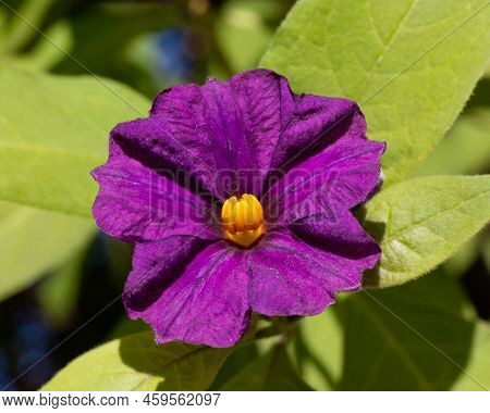 Macro Photograph Of A Blue Potato Bush Flower
