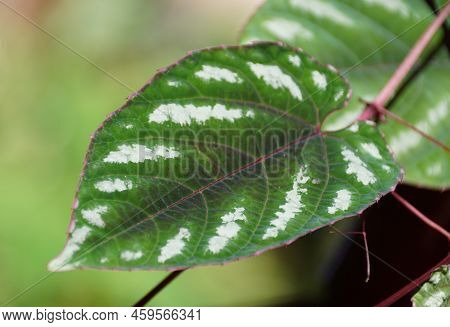 Beautiful White And Green Pattern Of Cissus Discolor Leaf, Also Known As Cissus Javana