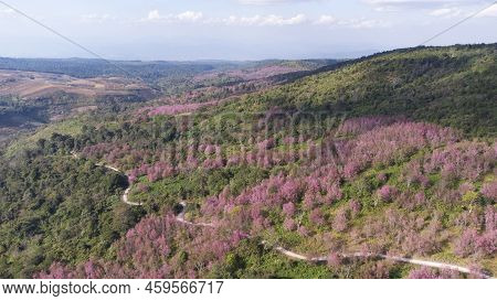 Aerial View Beautiful Wild Himalayan Cherry. Pink Blossom Sakura Flower Or Prunus Cerasoides Full Bl