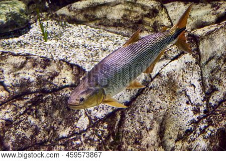 Salminus Brasiliensis Dorado, Golden Dorado, River Tiger Or Jawed Haracin - Large Predatory Freshwat