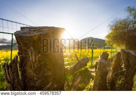 Facing The Direction Of Light, The Stake Can Also Shine