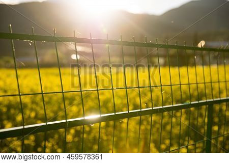On The Yunnan-guizhou Plateau, Around The Bright Plateau Lake Napa Sea, Late Rape Flowers Bloom Here