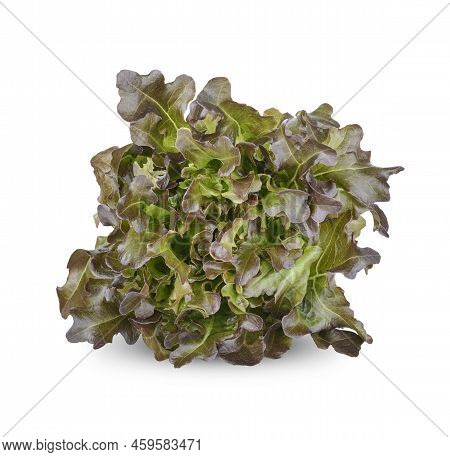 Fresh Lettuce Isolated On White Background.food For Health.