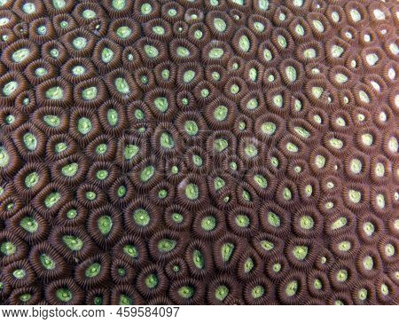 Favia Brain Coral In A Shallow Reef Boracay Island Philippines