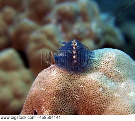 A Blue Christmas Tree Worm, Spirobranchus Giganteus Boracay Island Philippines