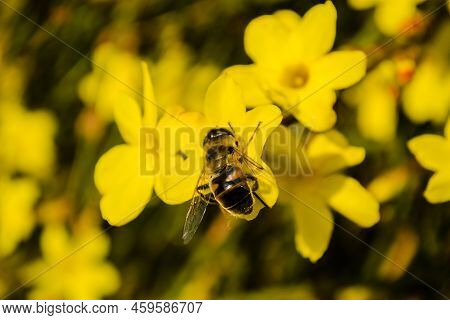 A Honey Bee On A Yellow Jasmine Flower.
