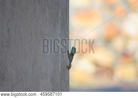 A Black Necked Agama (acanthocercus Atricollis) Sitting On A Wall, Uganda